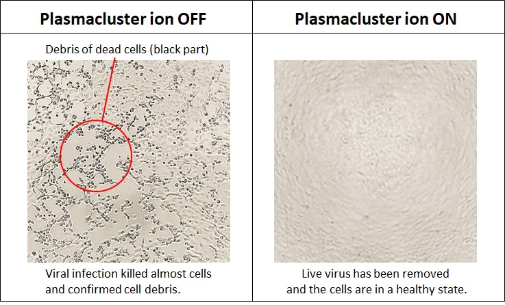 Microscopy comparison showing cell health with Plasmacluster ion off versus on, from Sharp's published virus test data